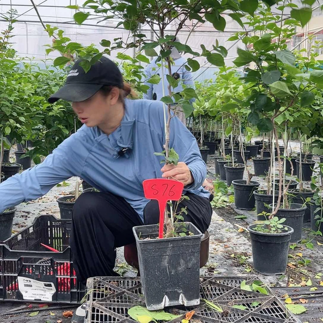 酸***檬完全开放S76不甜棒棒糖