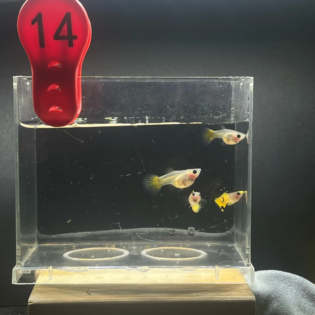 黄金玻璃猫原生色两对孔雀鱼编号14