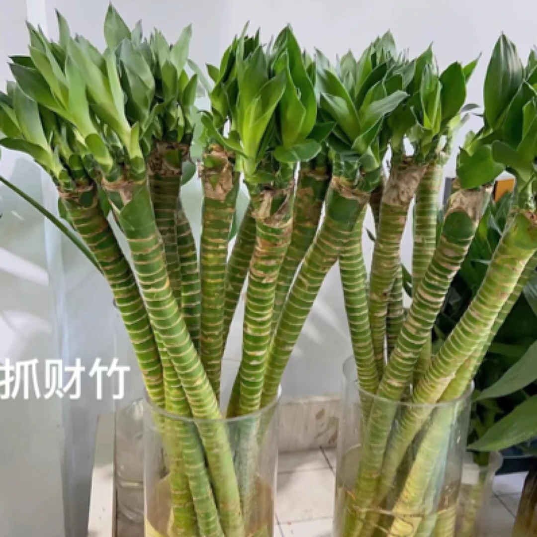 十支抓财竹「又名龙竹」