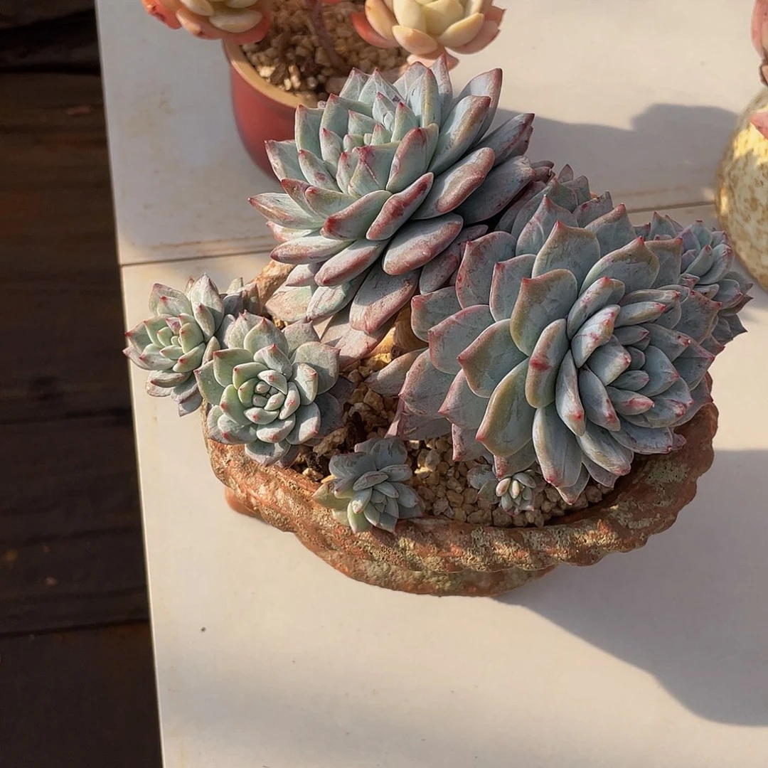 粉蓝鸟石化多肉多肉多肉