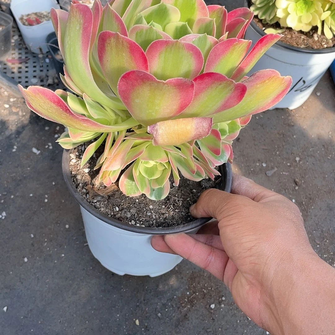 白凤法师手捧带盆发货多肉