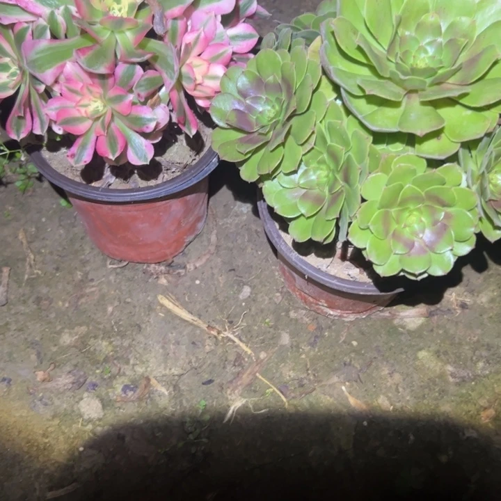 9***我不包侧枝一物一拍30