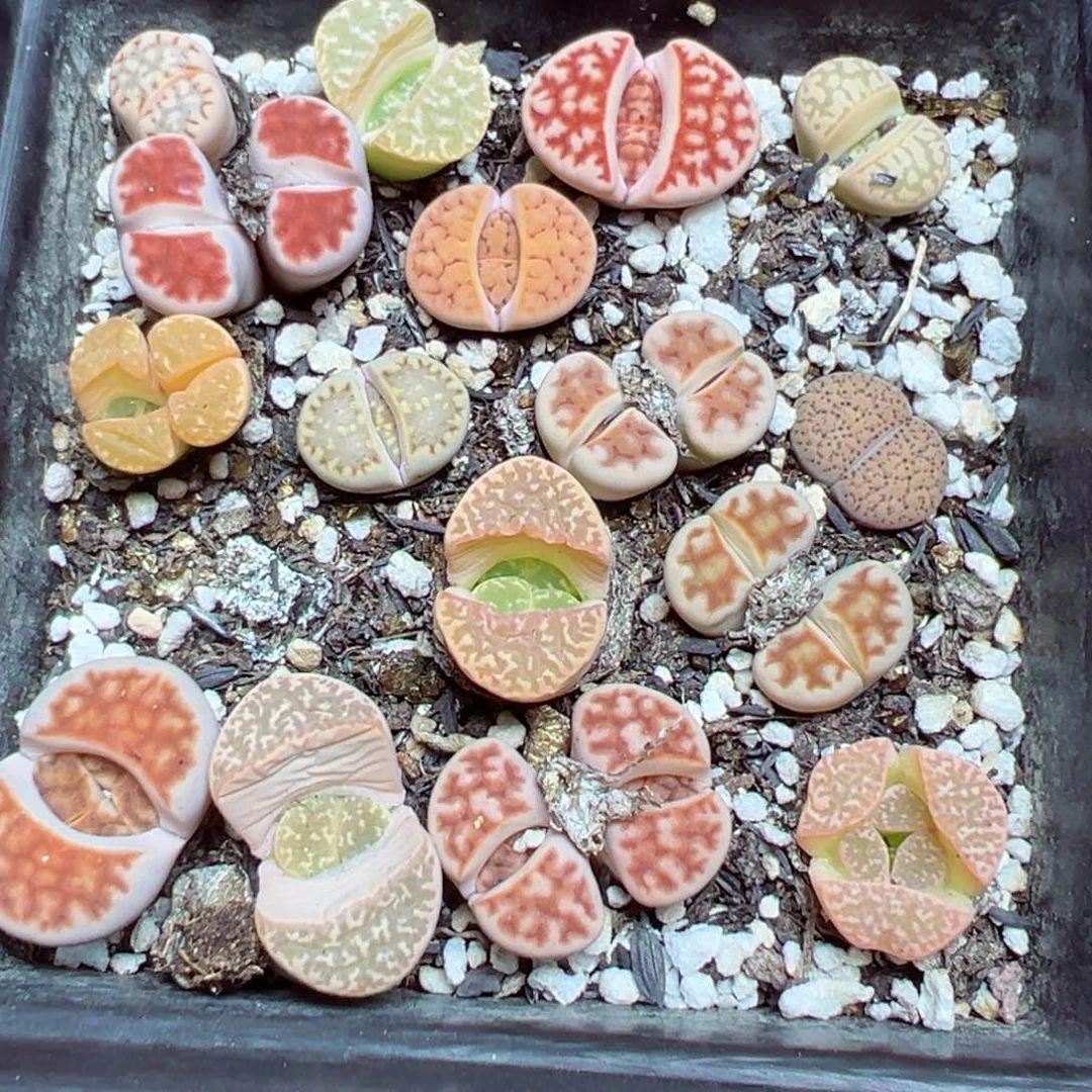 【闪购商品】 079.