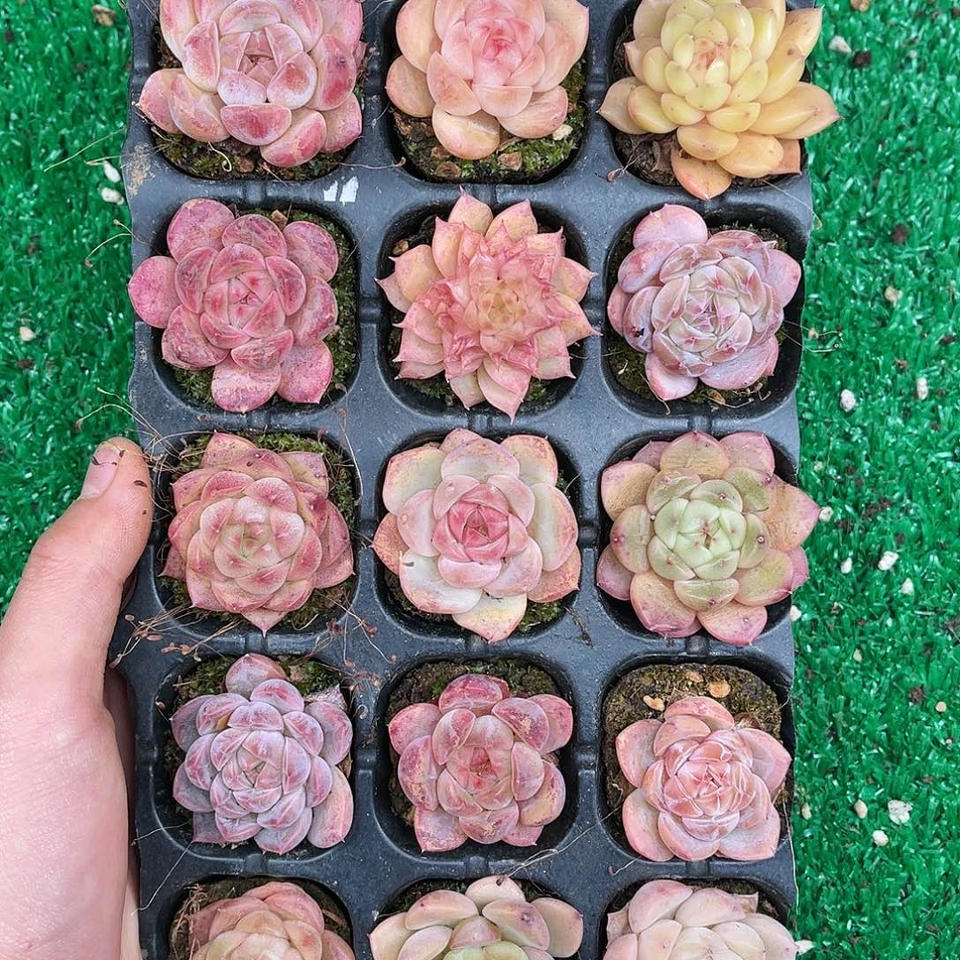 多肉一物一拍21-146