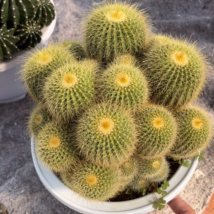 群生大金冠好养皮实