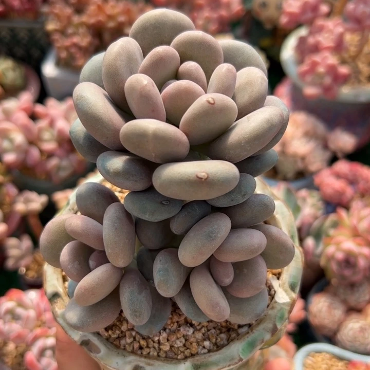 果***?419补差价多肉植物组合盆栽