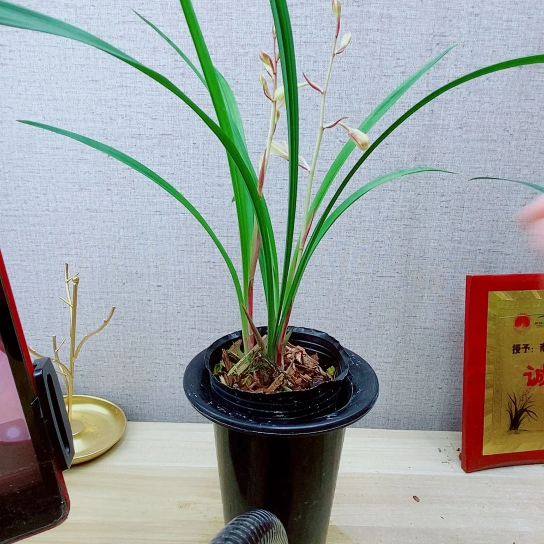 当前无花栽培后可以开花芙