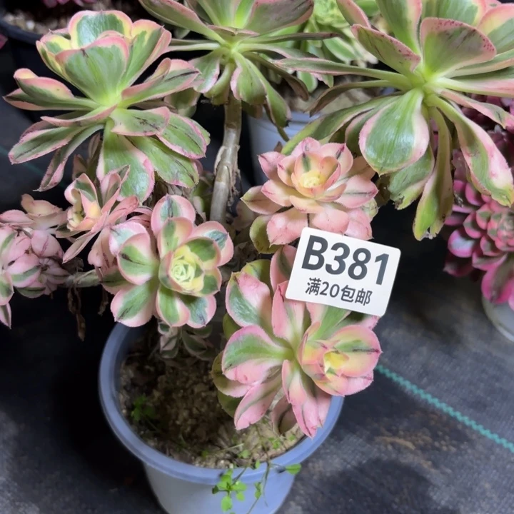 瑞妈一物一拍381有断枝