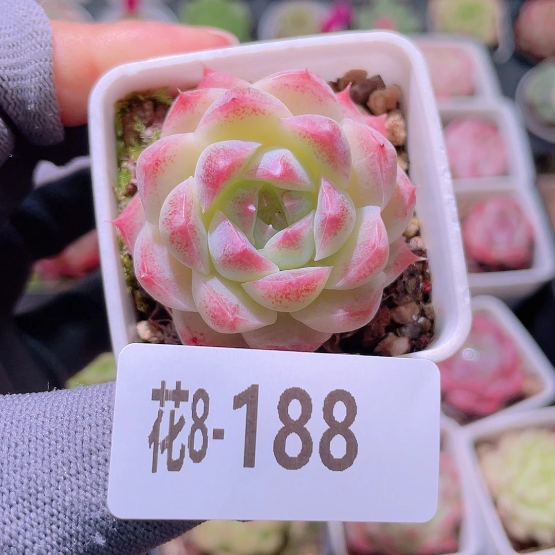 花利美 8-188美瞳