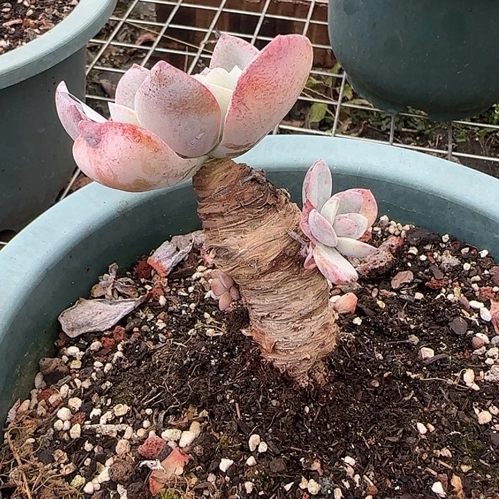 晓*720白凤脱土发货不退不换