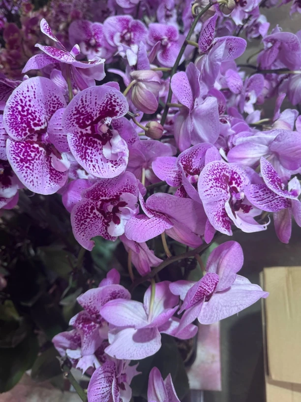 乌龙茶蝴蝶兰，2颗