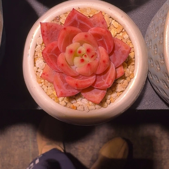 香槟 单头 一物一拍