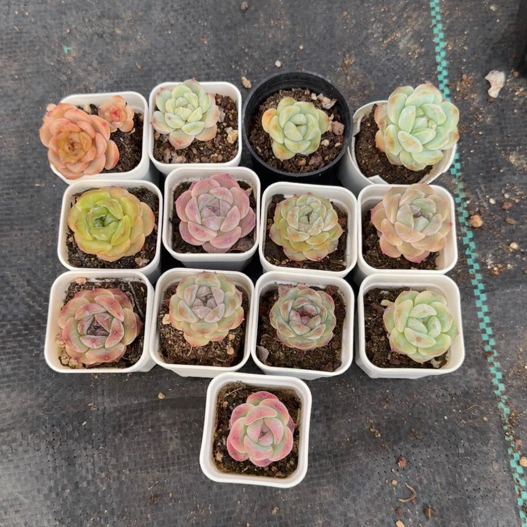 佳姐一物一拍专拍链接，送一颗