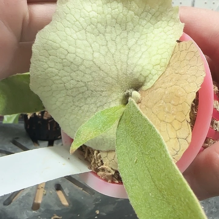 野银321鹿角蕨6666