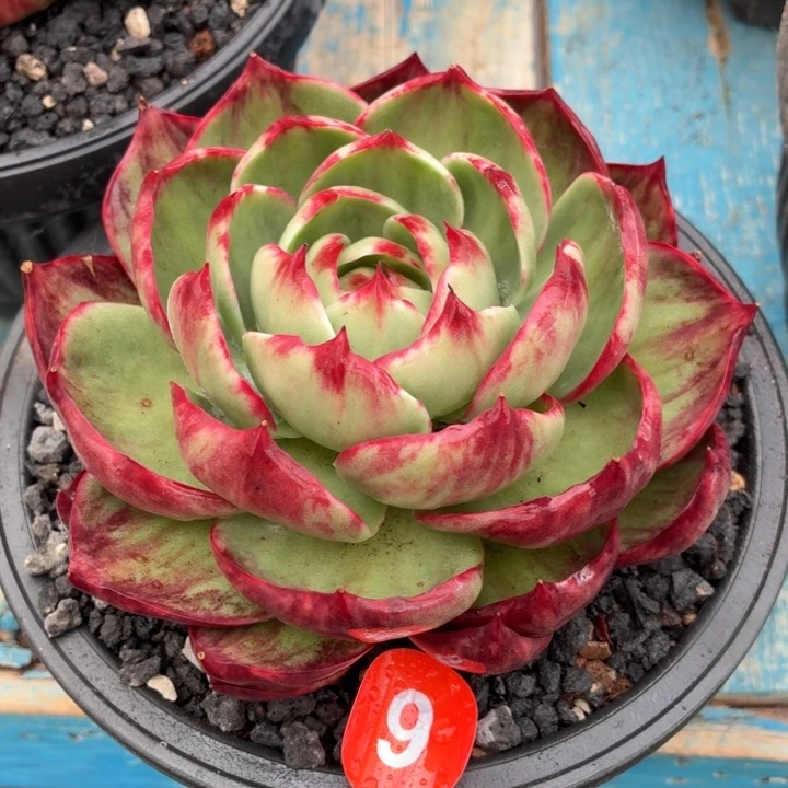 多肉植物惊鸿仙子