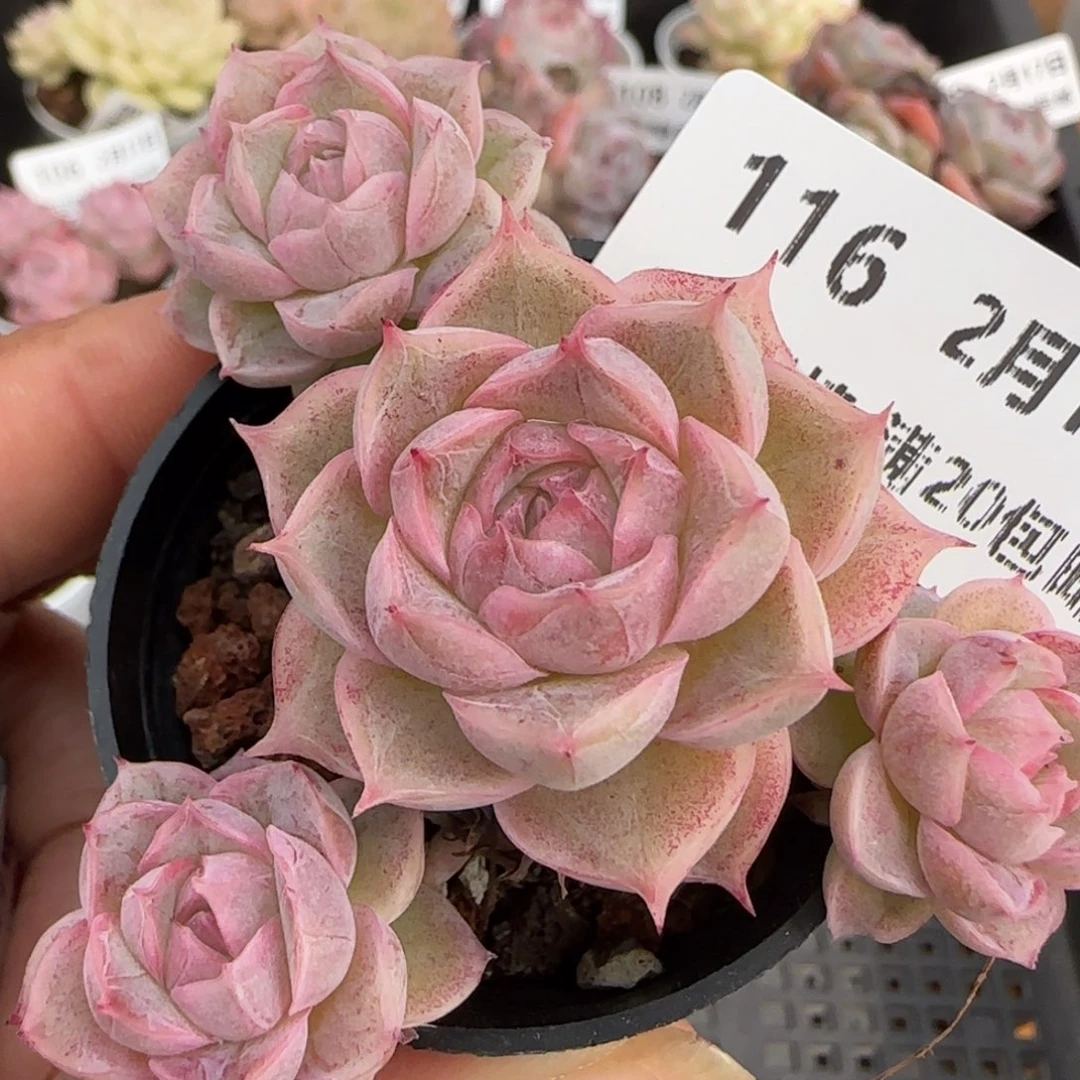 花语逸境0217-116