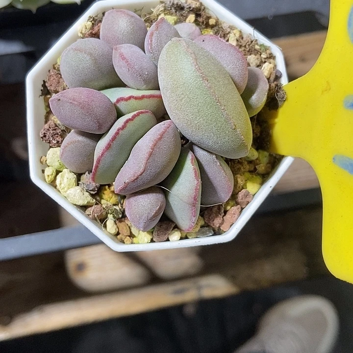 多肉植物红蛋877多肉