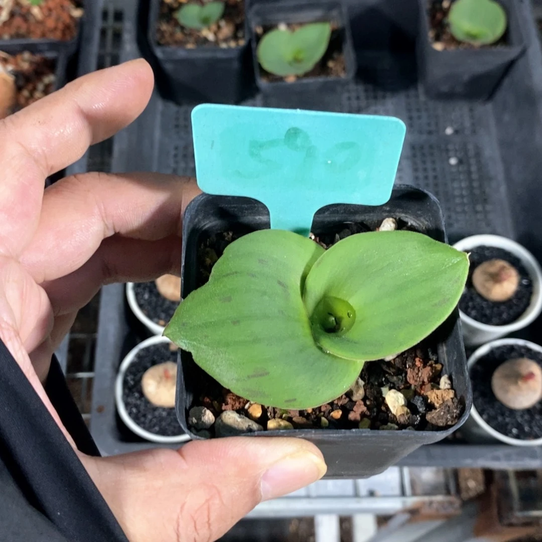 艳镜多肉植物一个多肉