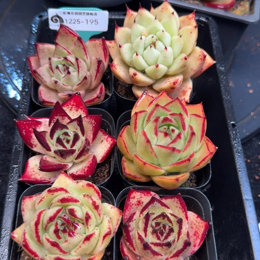 从前慢多肉精选编号1225.195