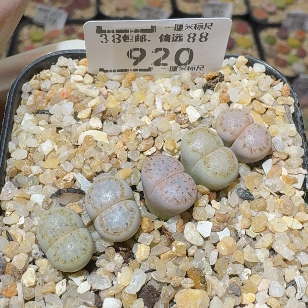 Ssss精品生石花920