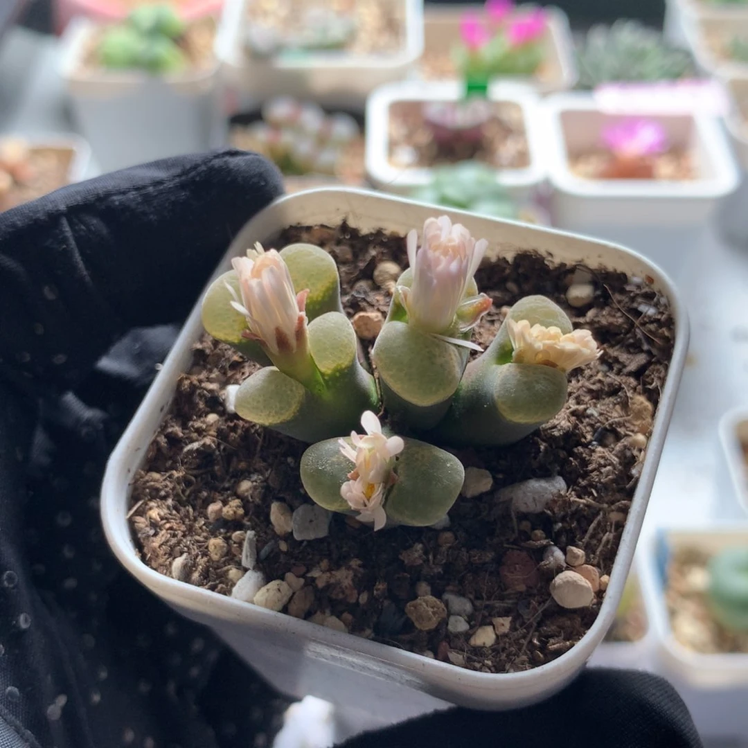 a536江南风铃母本