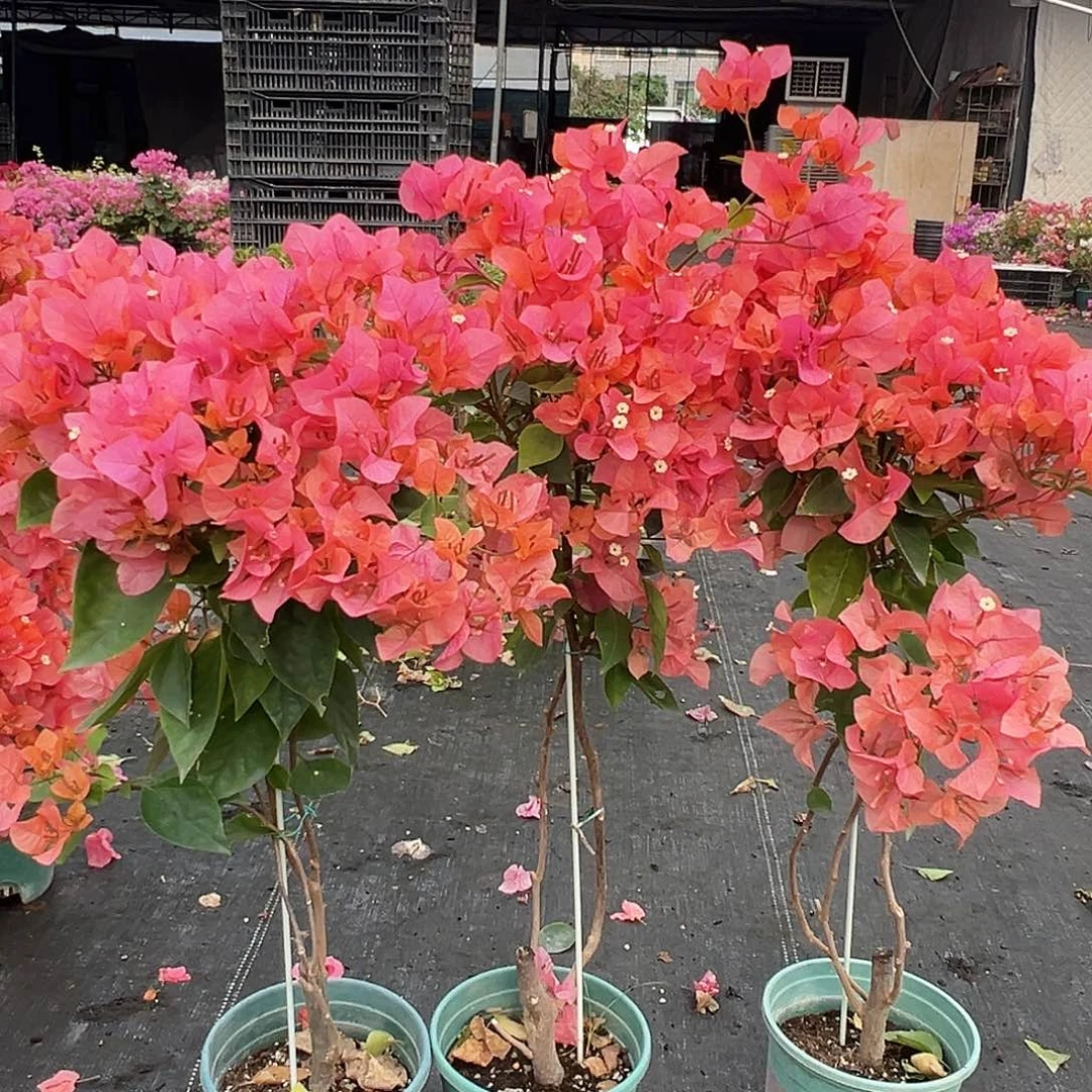 大部分花苞少量开放波妹棒棒糖型一颗，29.9