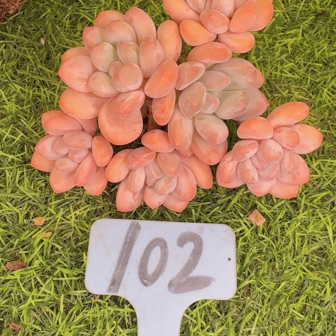 用***5多肉植物的生长发育和