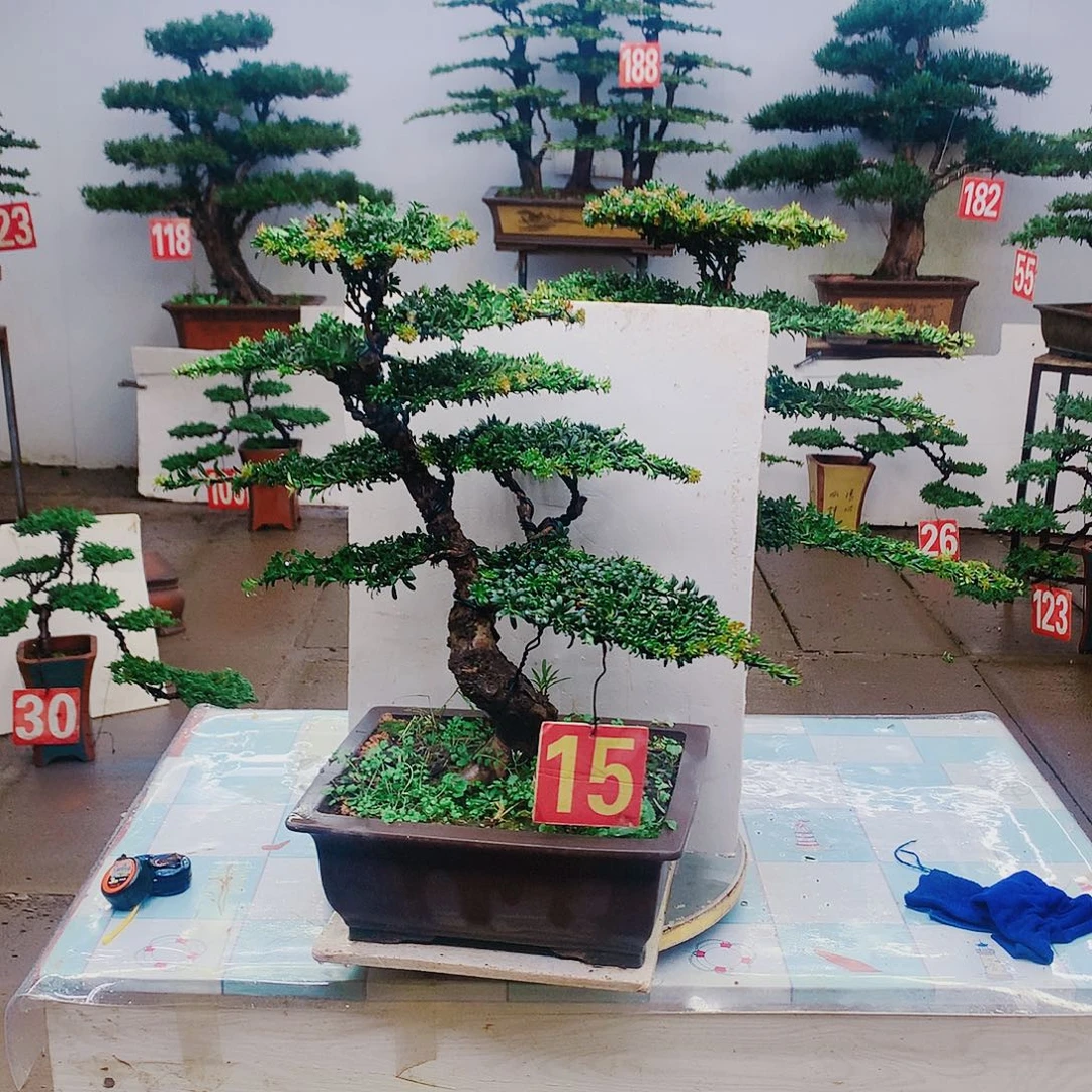 无花朵罗汉松1111111111