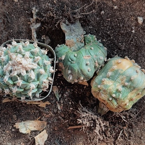 2105三个兜处理的