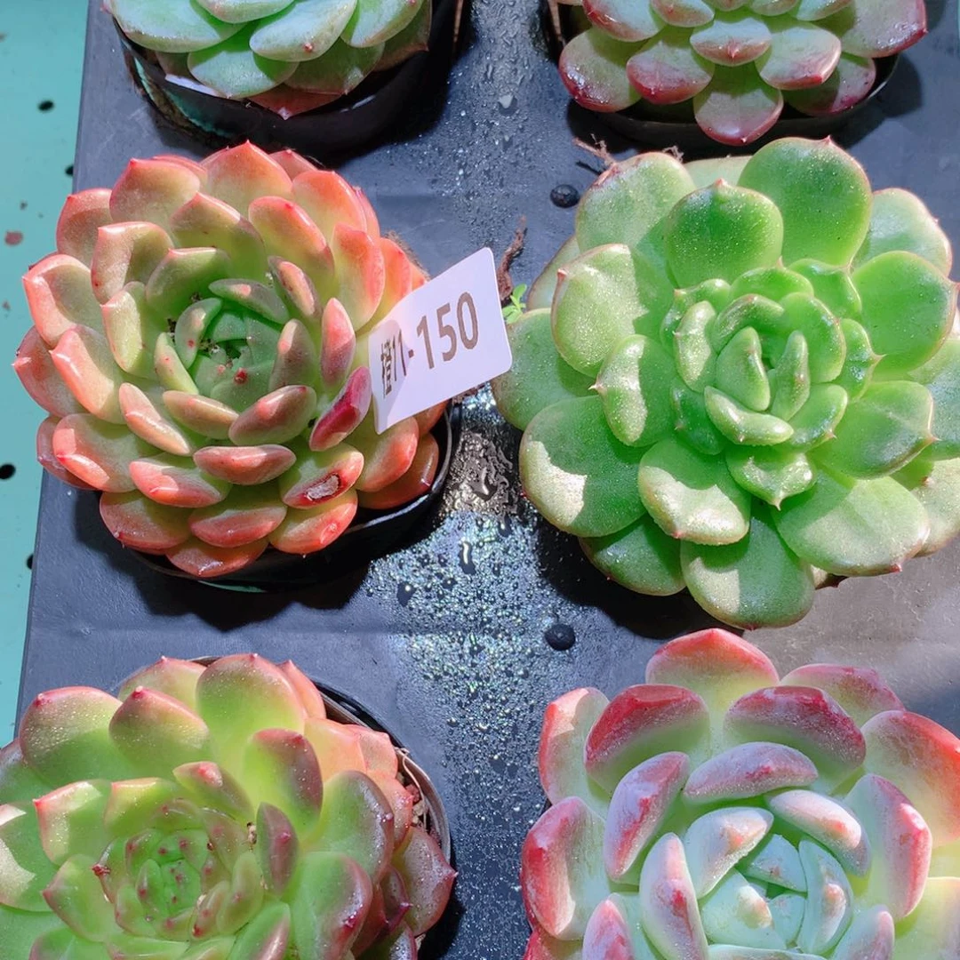 11-150一物一拍多肉带盆18颗