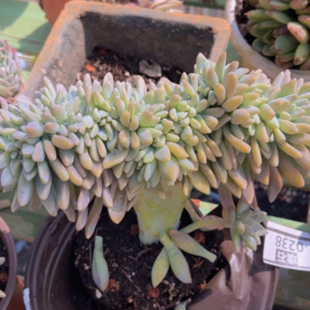 【闪购商品】淡雪缀0238