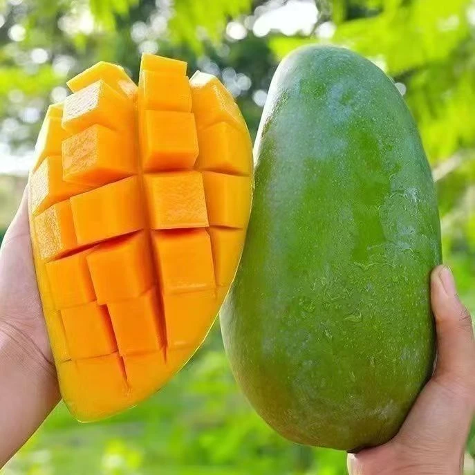 D高山青皮金煌芒大青芒9.5-10带箱新鲜芒果皮薄当季