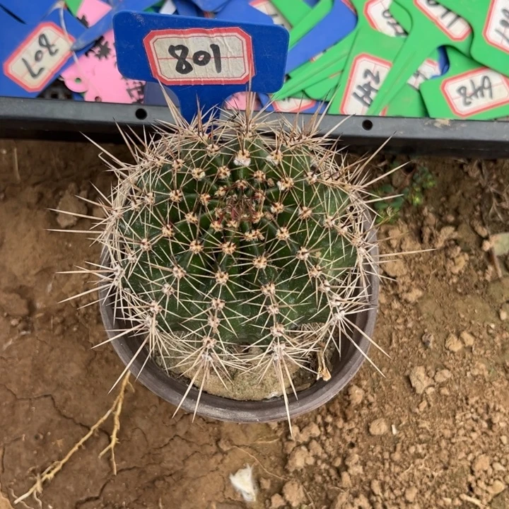 聪***熊801，实生彩草盲拍