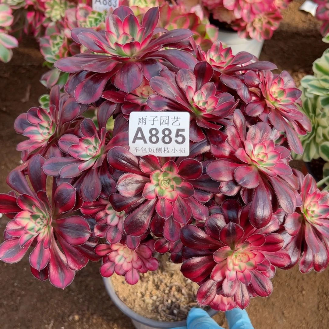 885香奈儿尺寸25左右