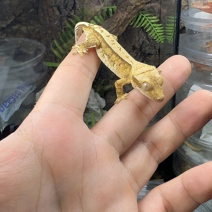 睫角守宫奶油小亚公