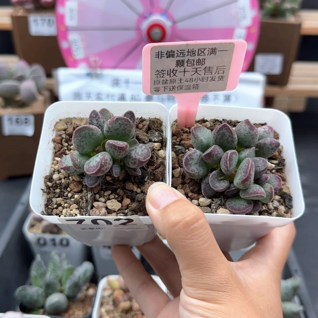 赚****乐702艾薇多肉植物