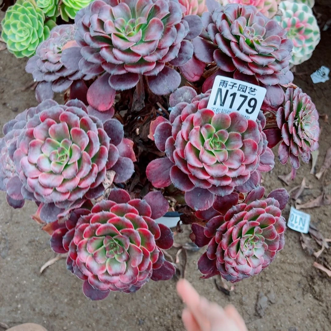 179月婵尺寸35左右