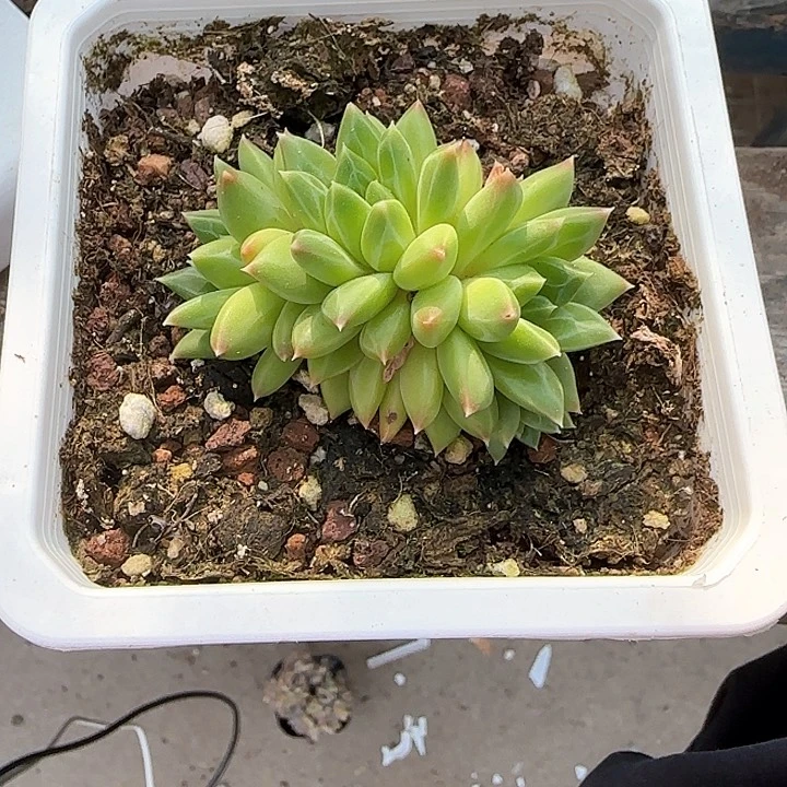 青蛙王子儿童牙膏111