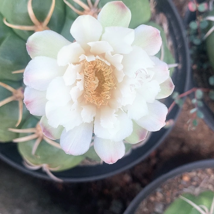 白花 美花海王 小 1-2