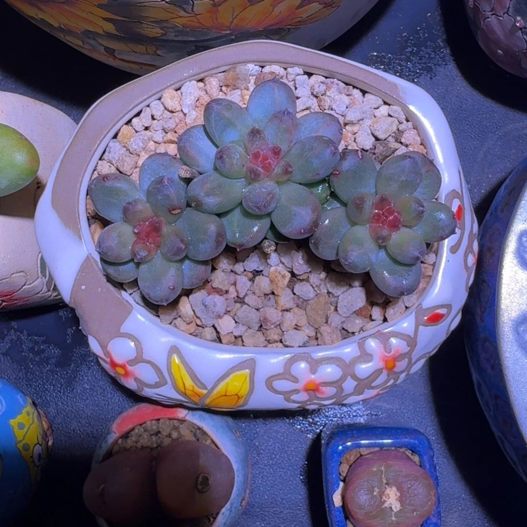 西瓜太郎 3头 一物一拍