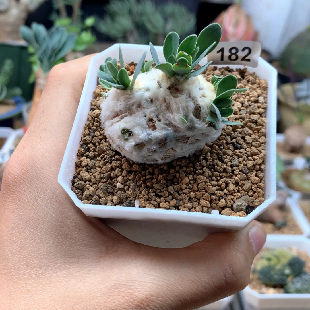 刨花厚敦菊母本多肉182