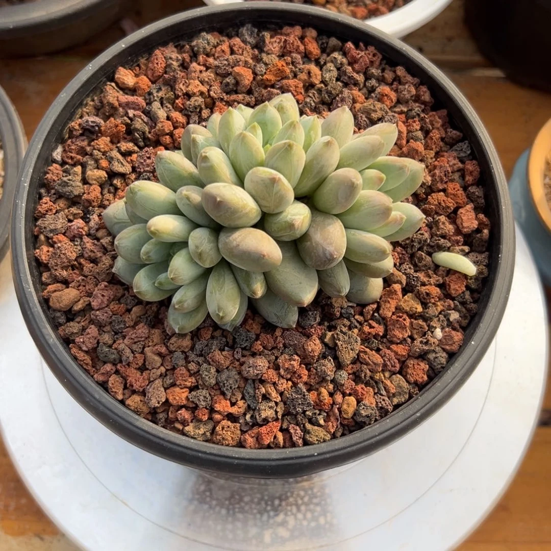 多肉绿星美人【非偏远地区满18包邮】