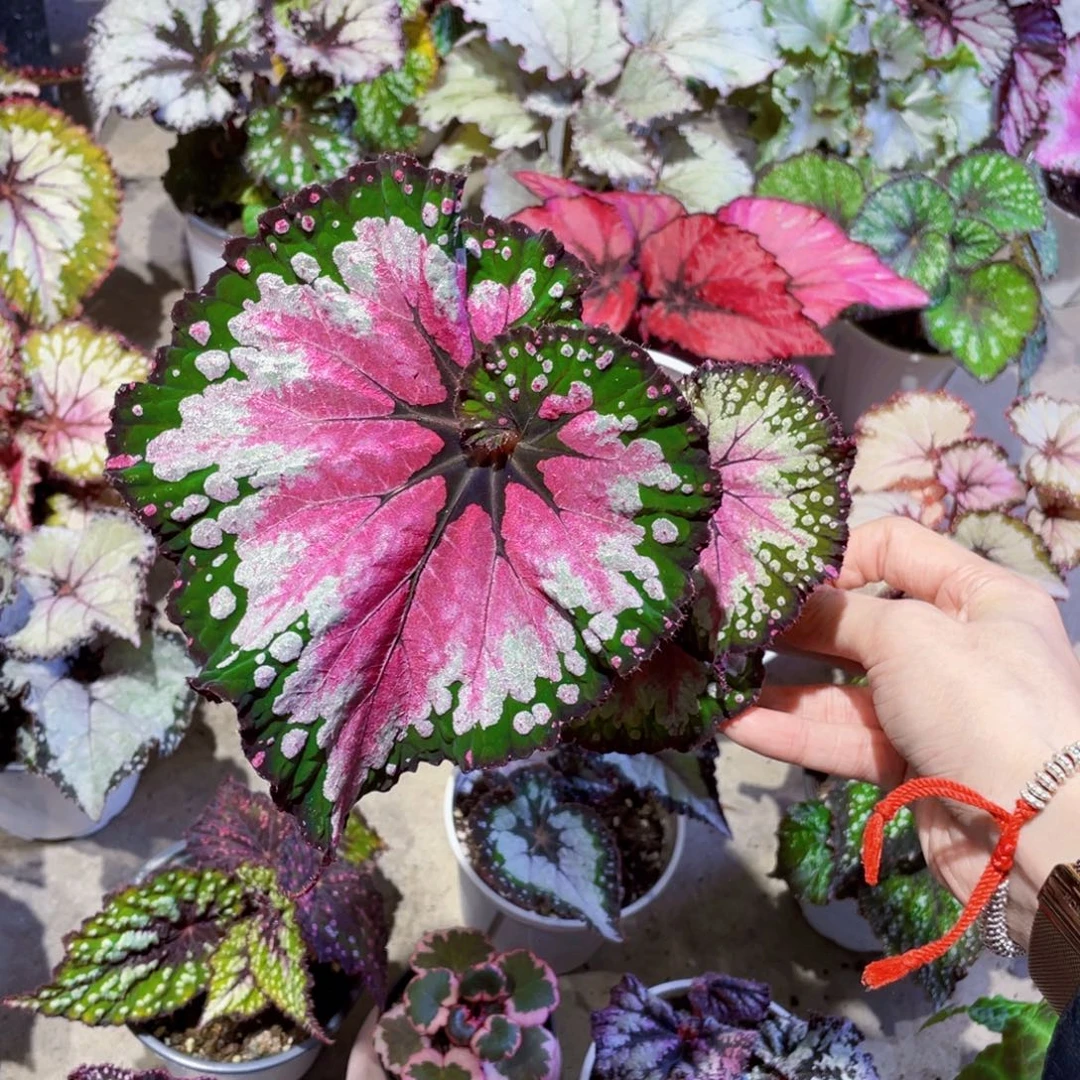 迷***泽完全开放幻闪蝶秋海棠