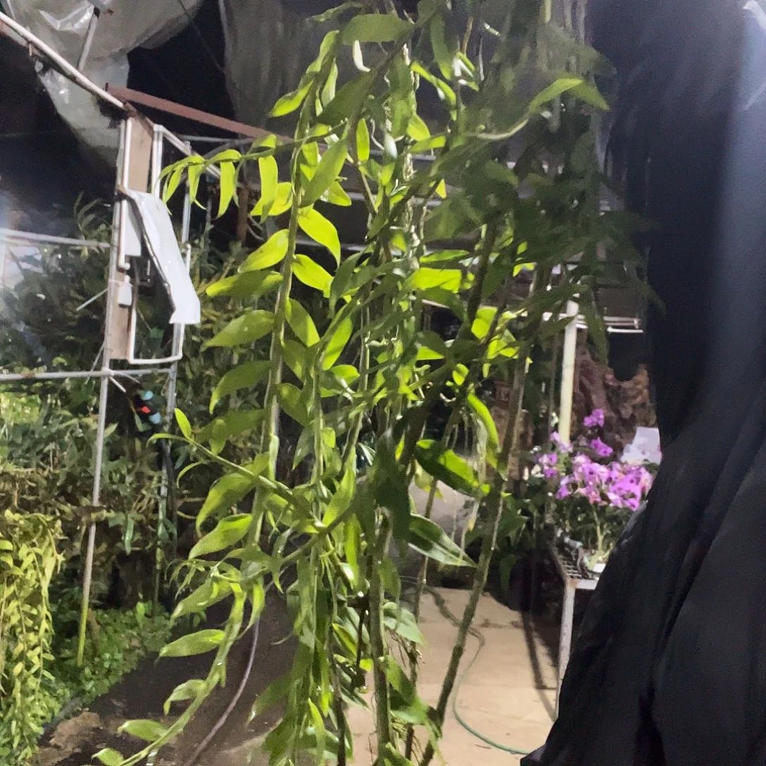 当前无花朵，栽培后可花朵天宫