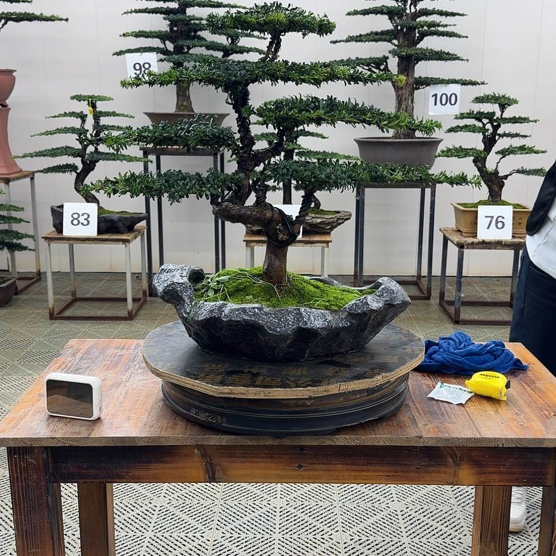 无花朵珍珠红芽罗汉松造型盆景