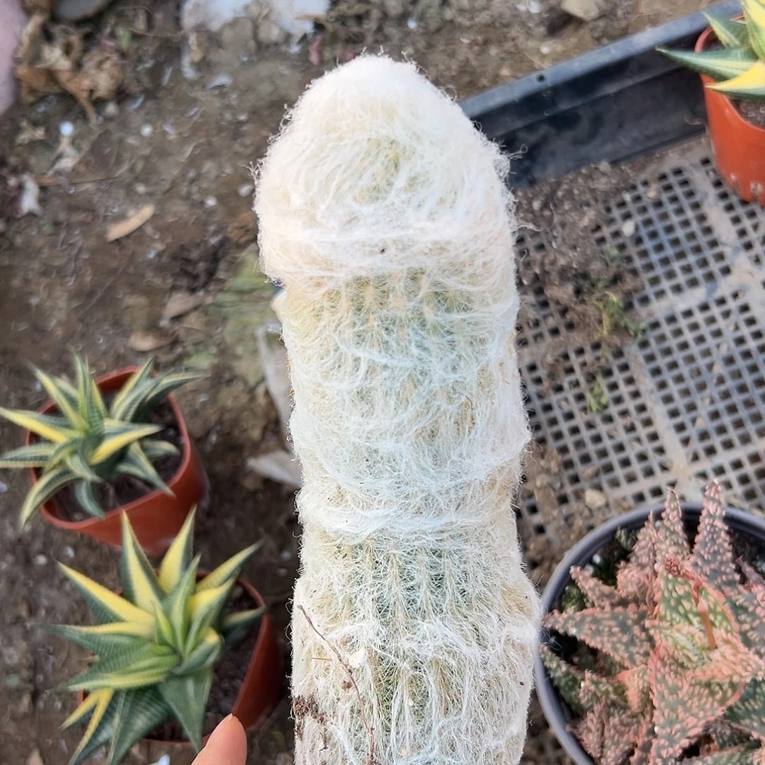 老乐柱子杜呃呃呃呃呃呃