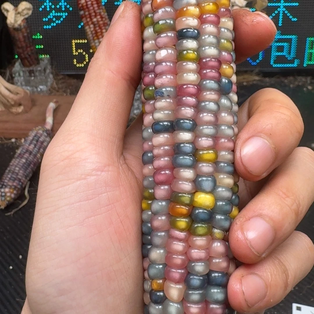 柏香籽/百香籽吊坠龚****