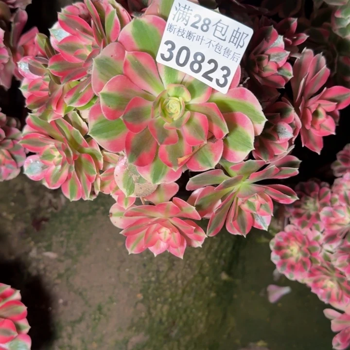 30823女巫多肉植物