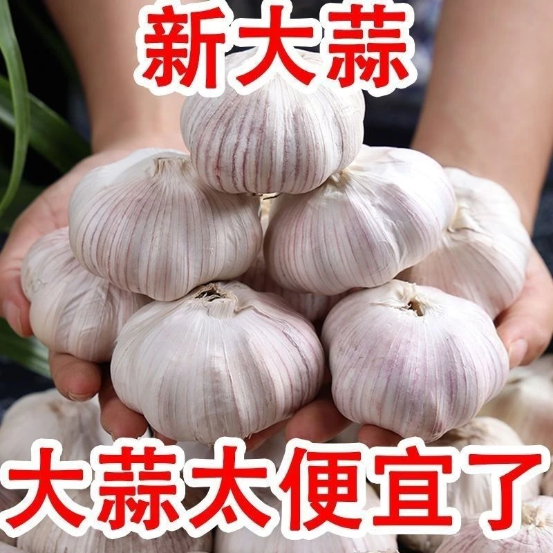 新人福利高品质杞县白皮农家自种大蒜产地直发高品质新干蒜助农