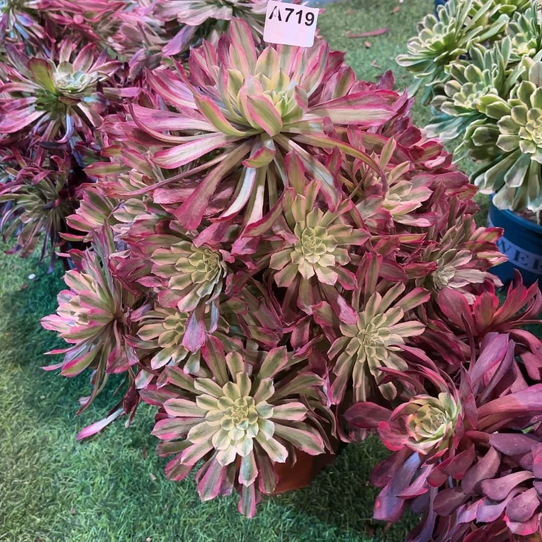 澳**园多肉法师紫薇719